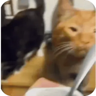 🤩 gatto, animale, animale domestico, gatto arancione telegram sticker