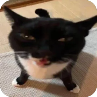 😑 кот, чёрно-белый, животное, питомец, домашнее животное, милый telegram sticker