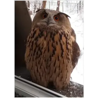 😨 owl, bird, winter, snow, nature, wildlife, cute telegram sticker