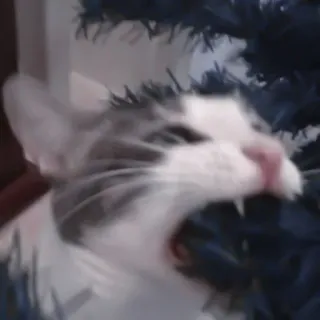 🐈 kot, zwierzę, zwierzak, mem, śmieszne, słodkie, zły telegram sticker