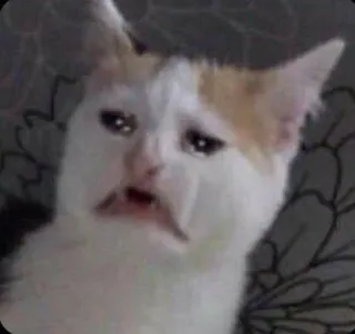 😿 кот, мем, грустный, смешной, животное, питомец, котёнок whatsapp sticker