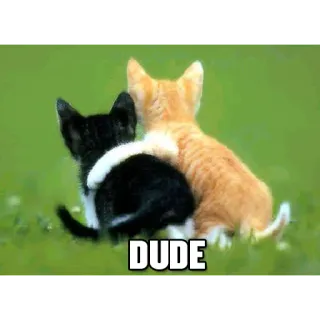 😍 DUDE gatos, gatitos, animales, amistad telegram sticker