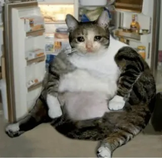 😩 猫, 悲しい, 冷蔵庫, 食べ物, ペット, 動物 telegram sticker