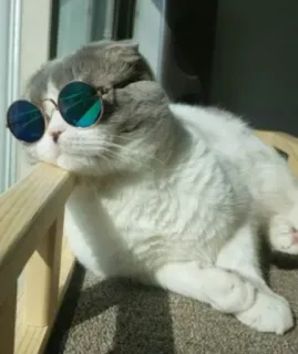 👀 кот, солнцезащитные очки, животное, домашнее животное, домашнее животное, млекопитающее, чилл telegram sticker