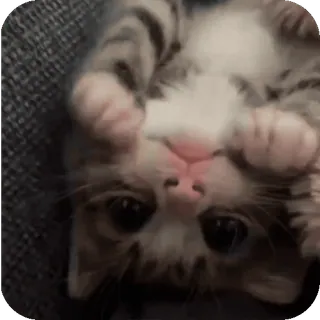🤩 gatto, gattino, carino, animale, animale domestico, giocoso telegram sticker