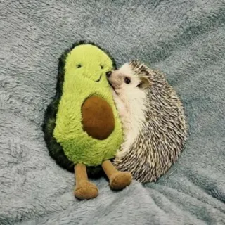 🦔 riccio, avocado, peluche, carino, animale, giocattolo whatsapp sticker