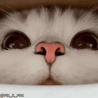 👀 @FIX_X_FOX cat, cute, animal, kitten, pet, big eyes telegram sticker