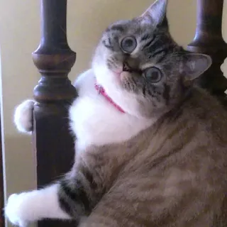 😶 Katze, süß, Haustier, Tier, häuslich telegram sticker