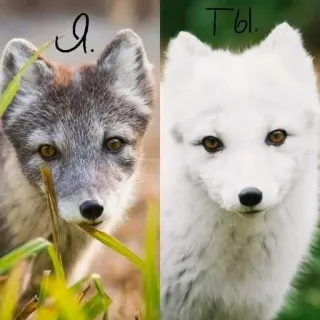 🥹 Я. ТЫ. whatsapp sticker