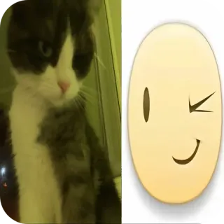 🐱 猫, 表情符号, 眨眼, 可爱, 宠物, 动物 telegram sticker