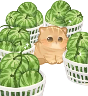 🥬 kucing, anak kucing, semangka, buah, keranjang, imut, kawaii, hewan peliharaan whatsapp sticker