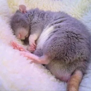 🐀 szczur, śpiący, słodki, zwierzę, gryzoń, zwierzak telegram sticker