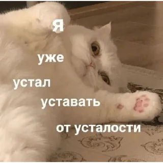 😢 Я уже устал уставать от усталости แมว, เหนื่อย, รัสเซีย, มีม, สัตว์เลี้ยง, สัตว์ telegram sticker