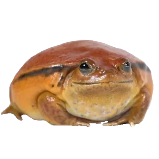 ❤️ rã, animal, anfíbio, natureza, vida selvagem whatsapp sticker