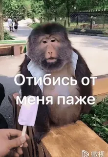 😁 Отибись от меня паже ลิง, ไอศกรีม, ตลก, สัตว์, มีม, รัสเซีย telegram sticker