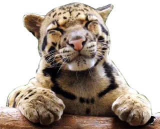😊 Nebelparder, Tier, Wildtier, Katze, süß, Großkatze, Leopard telegram sticker