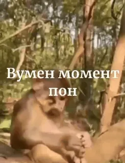 👩 Вумен момент пон ลิง, มีม, รัสเซีย, ตลก whatsapp sticker