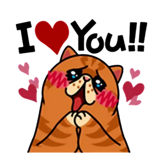 ❤ I ❤️ You!! кот, любовь, сердце, милый, животное, любовь, оранжевый whatsapp sticker