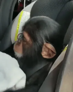😎 animale, scimmia, scimpanzé, seggiolino auto, carino telegram sticker