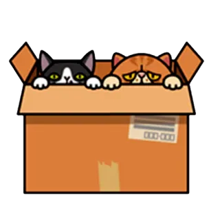 👀 кошки, коробка, милые, животные, мультфильм, домашнее животное, смешные whatsapp sticker