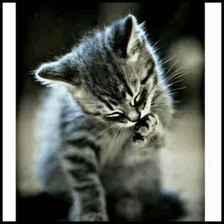 🐾 kätzchen, katze, tier, haustier, süß, katzenartig, hauskatze telegram sticker
