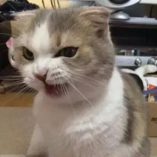 🪐 cat, animal, pet, feline, domestic animal, cute, portrait telegram sticker