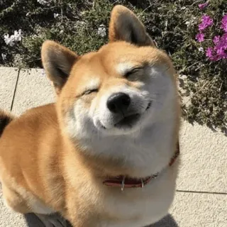🐕 perro, shiba inu, sonriendo, feliz, animal, mascota whatsapp sticker