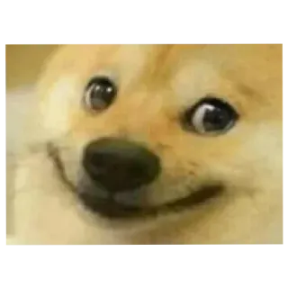 😗 Doge doge, meme, chó, shiba inu, meme internet telegram sticker