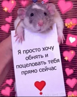 🥺 Я просто хочу обнять и поцеловать тебя прямо сейчас ratto, carino, amore, cuori, testo russo, animale, roditore telegram sticker