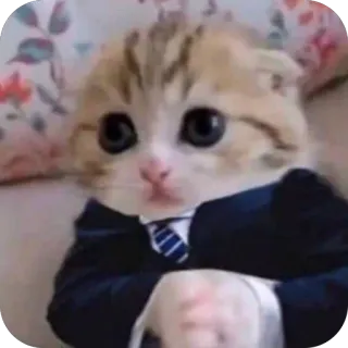 👨‍💼 котёнок, кот, костюм, галстук, официальный, милый, животное telegram sticker