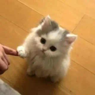 😂 子猫, 猫, かわいい, ペット, 動物, ふわふわ, 家庭的, 指, 交流 whatsapp sticker