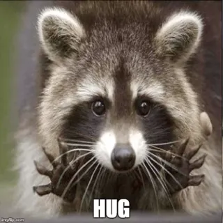 🤗 HUG mapache, animal, abrazo, lindo, tierno whatsapp sticker