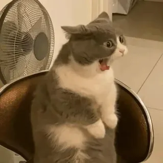 😱 chat, surpris, drôle, animal, mème whatsapp sticker