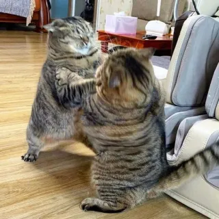 🤬 chats, combat, drôle, animaux, animaux de compagnie, chats domestiques, chats tigrés telegram sticker