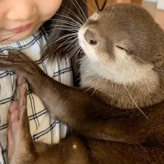 😴 loutre, animal, enfant, animal de compagnie, mignon, mammifère, faune sauvage, amitié telegram sticker