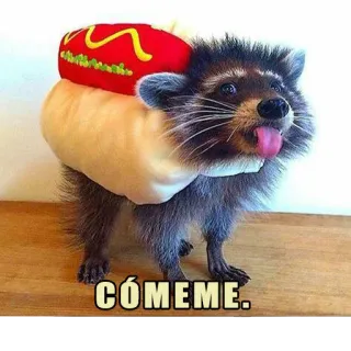 🌭 CÓMEME. rakun, hot dog, hewan, imut, lucu, meme whatsapp sticker