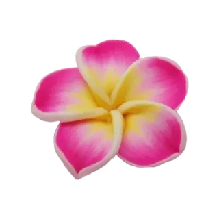 🌟 Blume, Frangipani, Rosa, Gelb, Tropisch, Blumenmuster, Natur telegram sticker