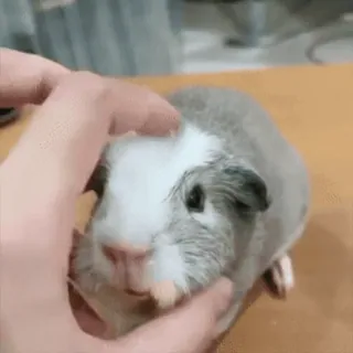 🐹 guinea pig, pet, animal, rodent, cute telegram sticker