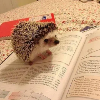 🦔 riccio, leggere, libro, animale, studio whatsapp sticker