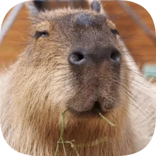 ☺️ capybara telegram sticker