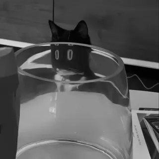 🐈‍⬛️ кот, стекло, животное, домашнее животное, черный кот, любопытный telegram sticker