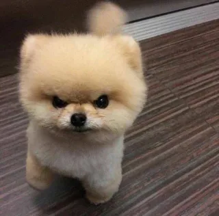 🥺 cane, volpino di pomerania, carino, animale, cucciolo telegram sticker