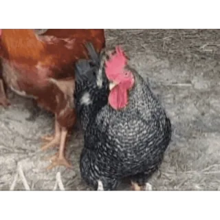 🐔 Huhn, Bauernhof, Tier, Hahn, Natur telegram sticker