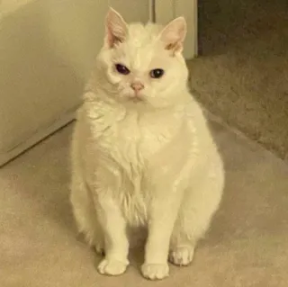 😠 gatto, gatto bianco, animale, animale domestico telegram sticker