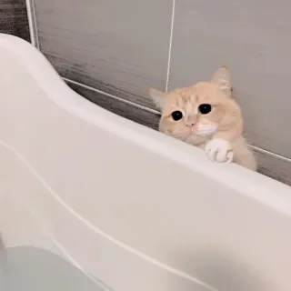❤ gato, gatito, mascota, animal, baño, bañera, lindo, gato doméstico whatsapp sticker