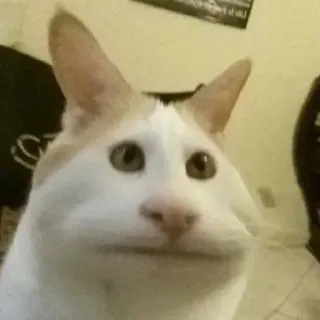 😐 кот, животное, мем, смешной, питомец, домашнее животное telegram sticker