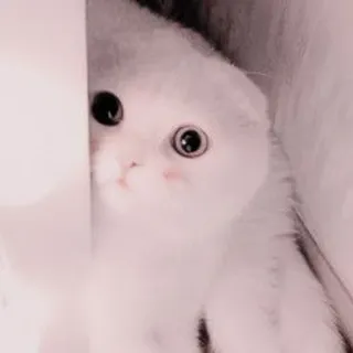 🐈 kot, kotek, słodki, zwierzę, zwierzę domowe, biały kot, Scottish Fold telegram sticker