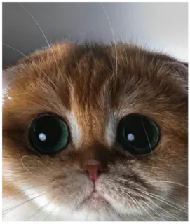 🥺 chat, grands yeux, mignon, animal, animal de compagnie, chaton telegram sticker