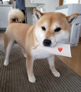 🐗 dog, Shiba Inu, heart, love, animal, cute, pet telegram sticker