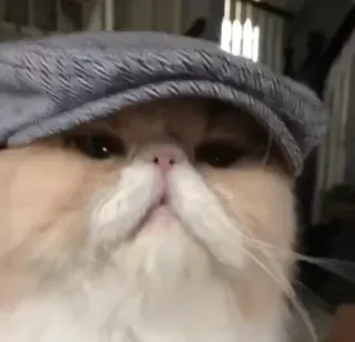 🕯 cat, hat, pet, animal, cute, funny whatsapp sticker
